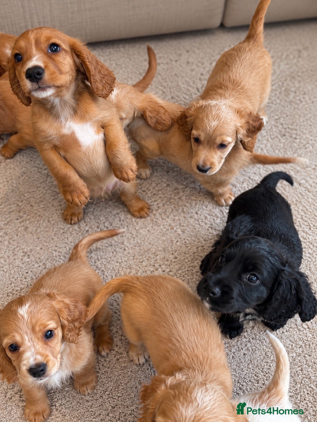 Cocker Spaniel dogs HEALTH CLEAR /KC WORKING COCKER SPANIEL PUPPIES - Advert 2