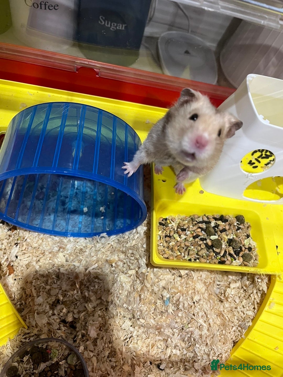 Hamster rodents for sale: hamster for sale  - Advert 2