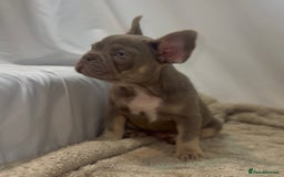French Bulldog dogs for sale: 💕🐾 Stunning French bulldogs 🐾💕 - Advert 1