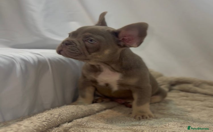 French Bulldog dogs 💕🐾 Stunning French bulldogs 🐾💕 - Advert 10