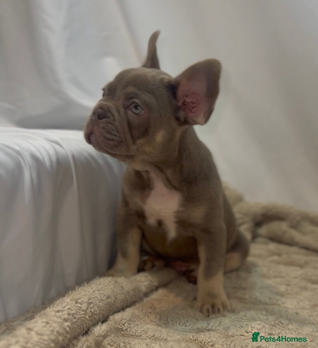 French Bulldog dogs for sale: 💕🐾 Stunning French bulldogs 🐾💕 - Advert 1