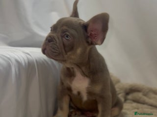 French Bulldog dogs for sale: 💕🐾 Stunning French bulldogs 🐾💕 - Advert 1