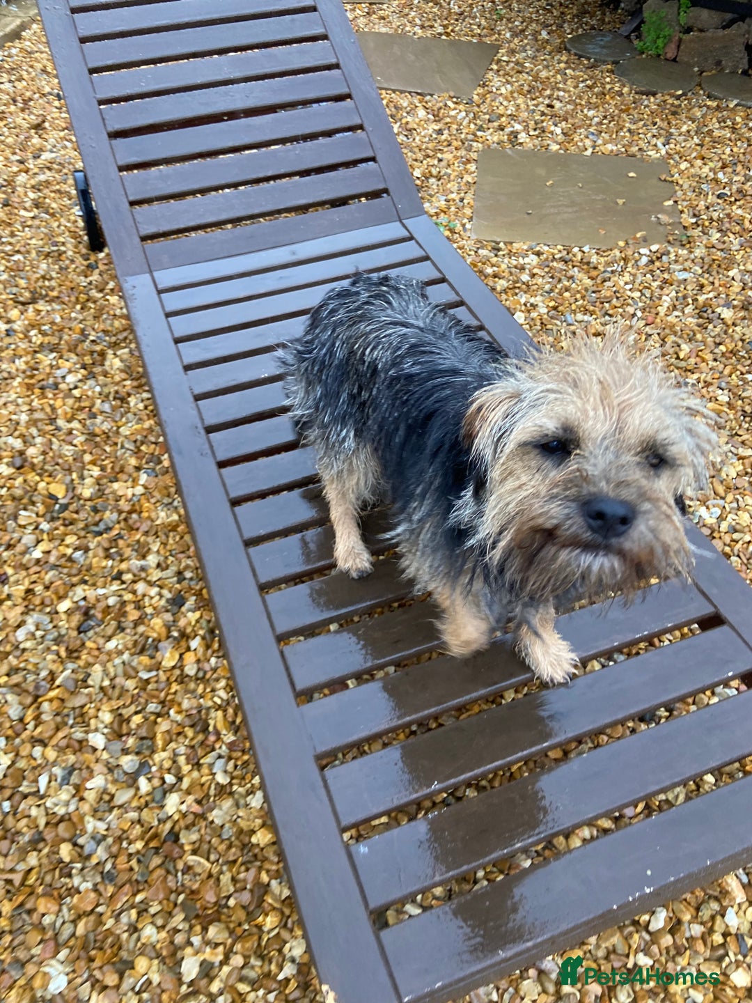 Border Terrier dogs for sale: 2 year old border terrier  - Image 3