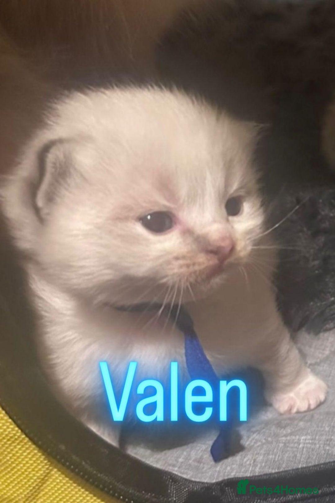 Ragdoll cats for sale: Ragdoll x kittens  - Image 3