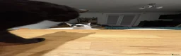 Mixed Breed cats for sale: Brother and Sister Cats - Advert 6