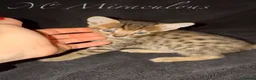 Savannah cats for sale: Exceptional Quality Tica Regist. Savannah kittns - Advert 19