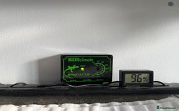 Snails invertebrates for sale: Giant African Land Snail (Lissachatina fulica)  - Advert 3