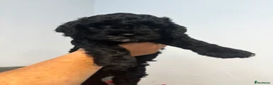 Cockapoo 1