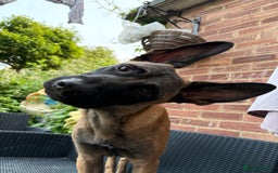 Belgian Shepherd Dog dogs for sale: Rocky - 9 month old Belgian Malinois - Image 4