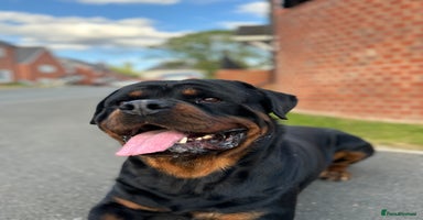 Rottweiler dogs - Advert 4