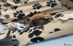 Mixed Breed cats for sale: 5 beautiful mixed British short hair  ✨ - Image 28