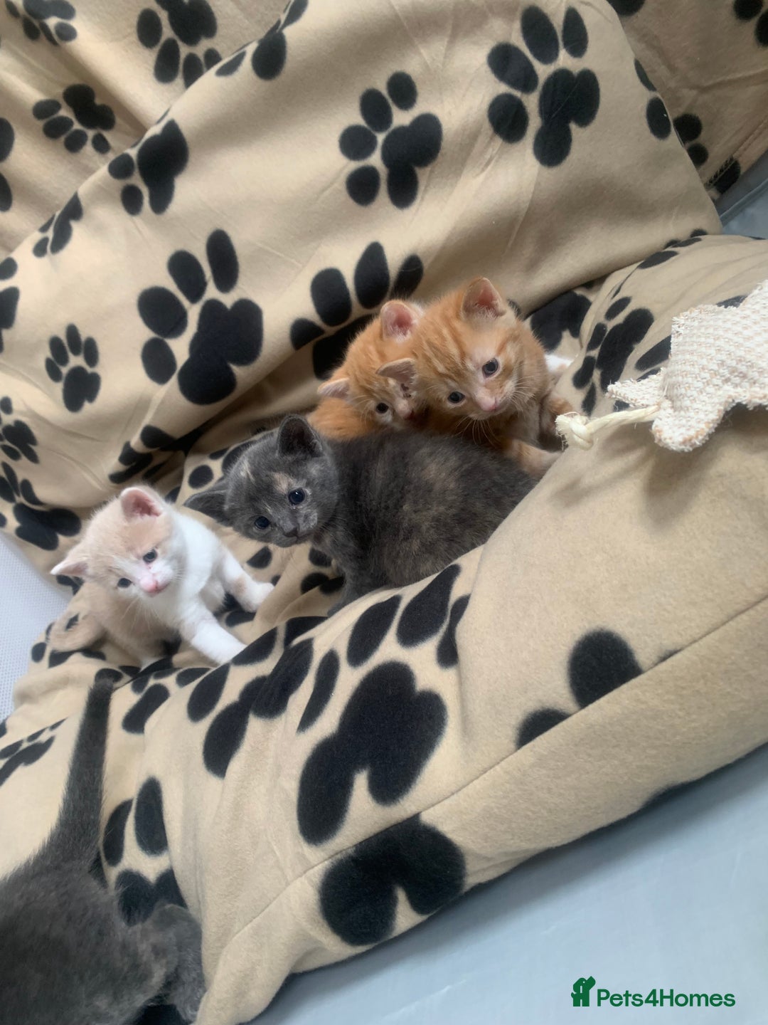 Mixed Breed cats for sale: 5 beautiful mixed British short hair  ✨ - Image 28