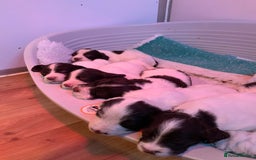 English Springer Spaniel dogs for sale: Springer Spaniel Puppies - Image 2