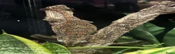 Gecko reptiles for sale: Gargoyle Gecko - Advert 4
