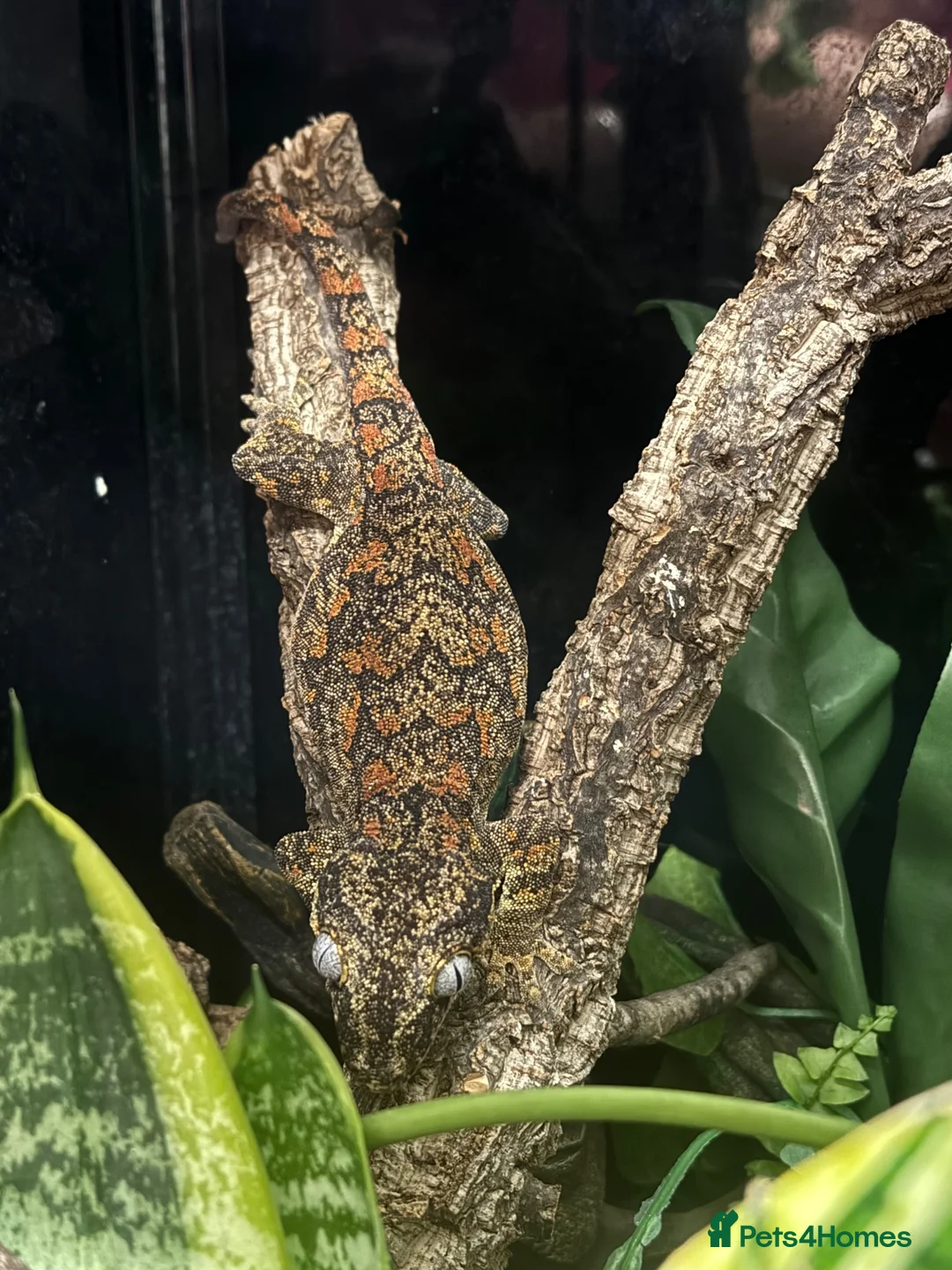 Gecko reptiles for sale: Gargoyle Gecko - Advert 4