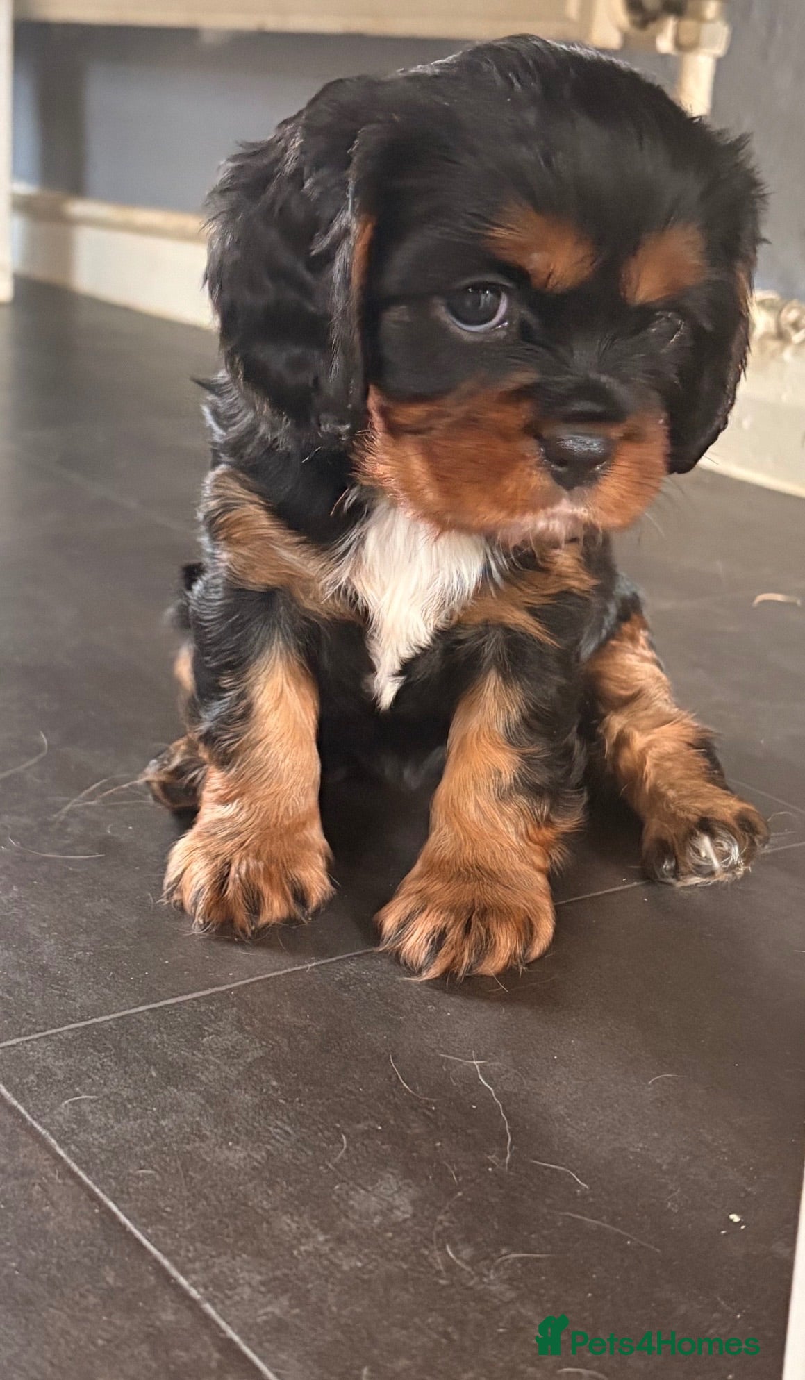 Cavalier King Charles Spaniel dogs KC registered parents/DNA tested. - Advert 2