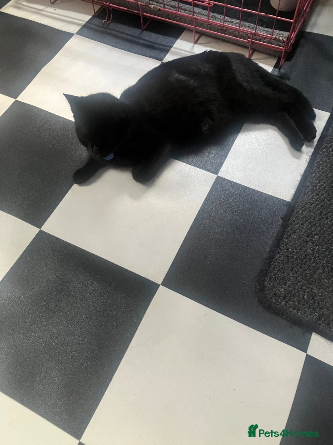 Mixed Breed cats for sale: 3 black kittens - Advert 1