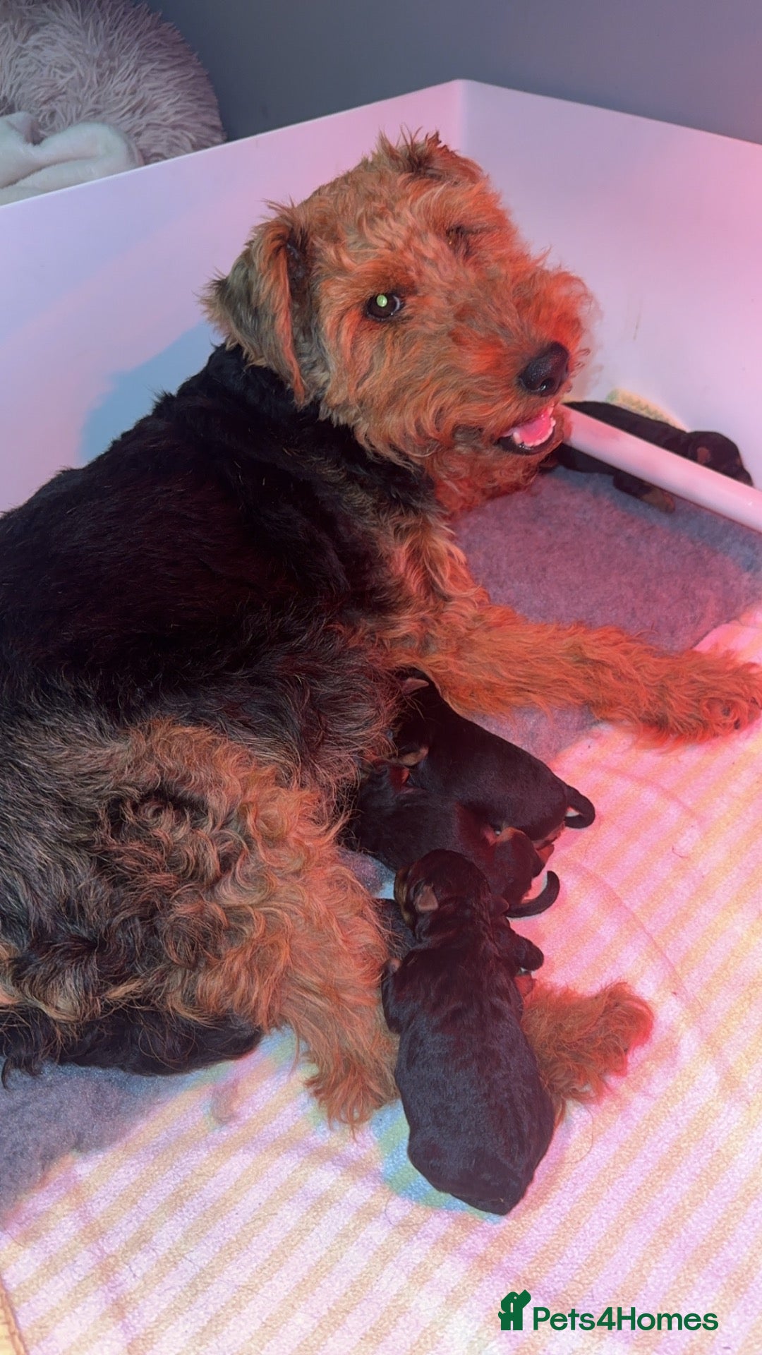 Welsh Terrier dogs Stunning Litter of 4 Welsh Terrier Puppies  - Advert 5