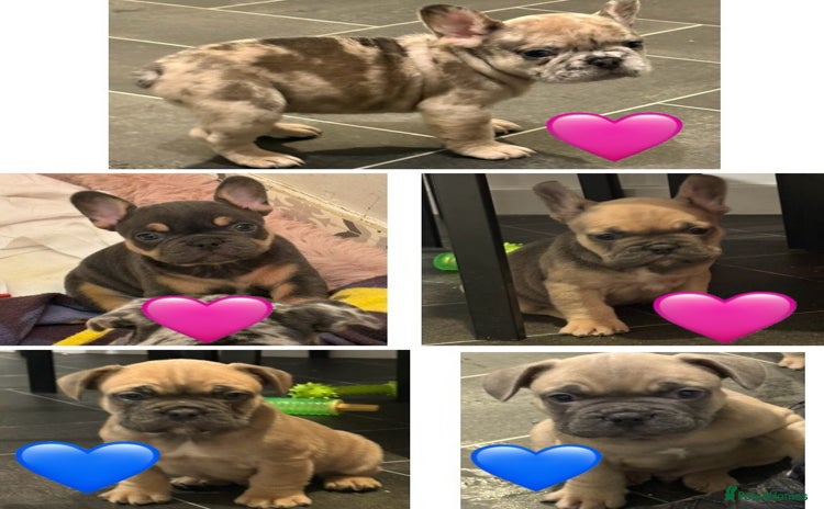 French Bulldog dogs - Advert 12