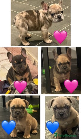 French Bulldog dogs - Advert 11