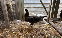 Chickens poultry for sale: Rooster  - Image 3