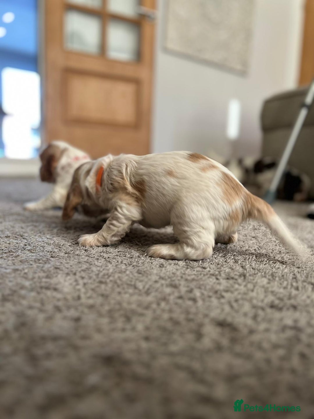 Cocker Spaniel dogs for sale: Cocker Spaniel Puppies - Advert 22