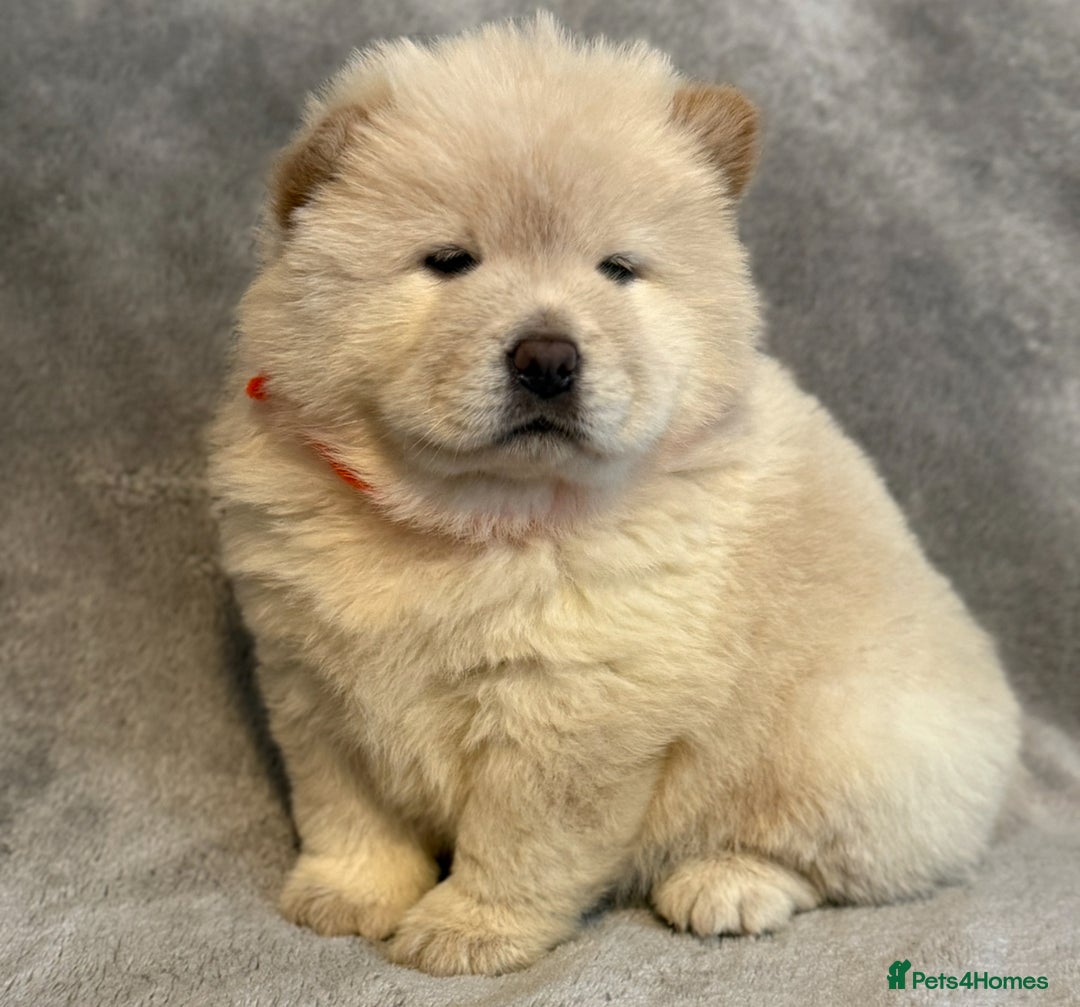 Chow Chow dogs for sale: KC Reg Chow Chow Puppies  - Advert 23