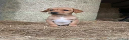 Labrador Retriever dogs for sale: OUTSTANDING LITTER OF BLACK & YELLOW PUPPIES - Advert 5