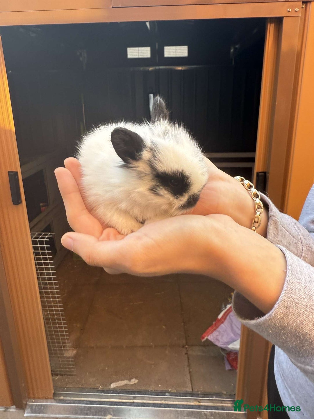 Mini Lion Lop rabbits for sale: Baby lion lops for sale  - Image 11