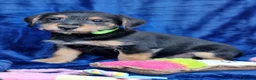 Jack Russell dogs for sale: Beautiful Litter of Jack Russell Puppies  - Advert 23