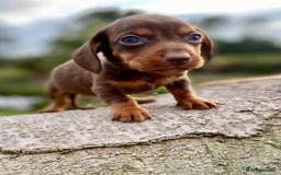 Dachshund dogs for sale: Male dachshund  - Image 3