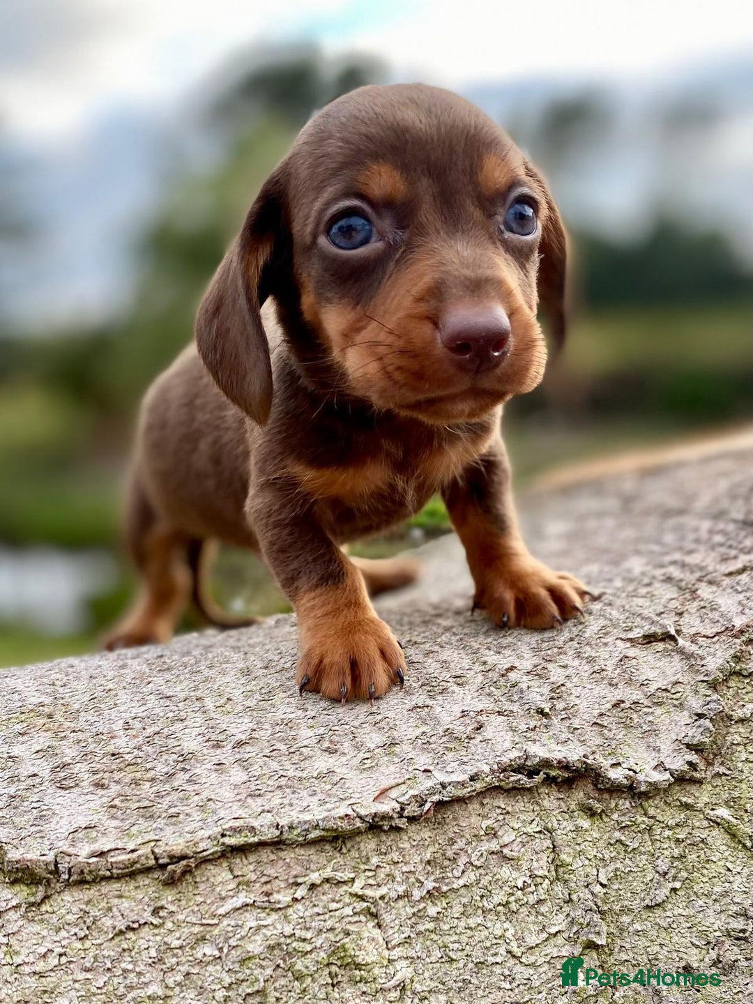 Dachshund dogs for sale: Male dachshund  - Image 3