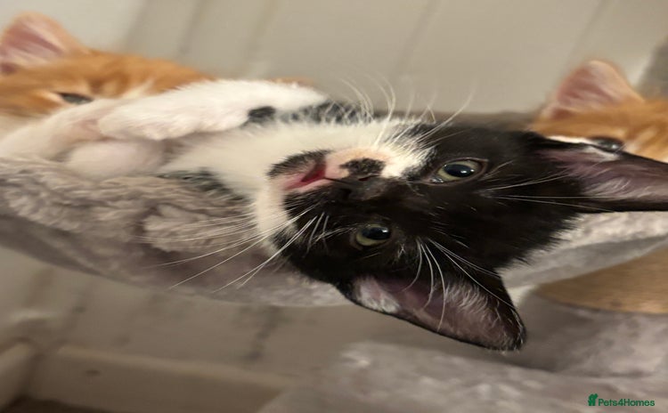 Domestic Shorthair cats - Advert 1