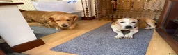Mixed Breed dogs for adoption: GRANDPA - could you be his hero? - Advert 5