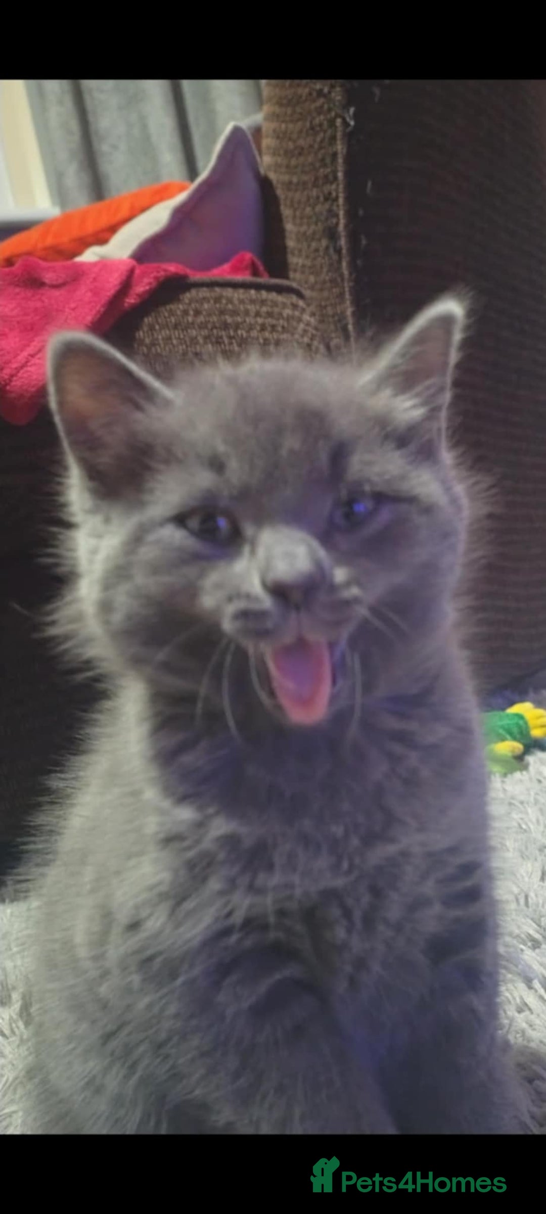 Domestic Shorthair cats for sale: 4 beautiful kittens for sale  - Advert 16