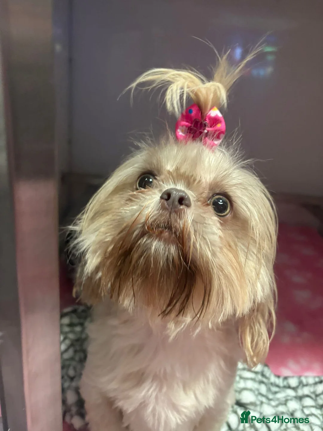 Shih Tzu dogs for sale: Outstanding Kennel Club Registered Dilute Litter - Advert 2