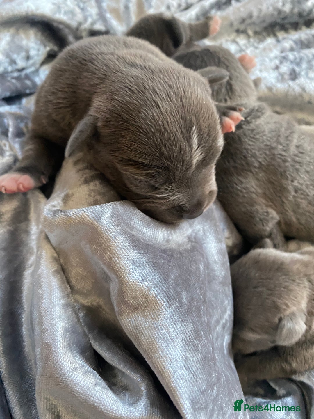 Staffordshire Bull Terrier dogs for sale: Blue Stafford puppies - Image 4
