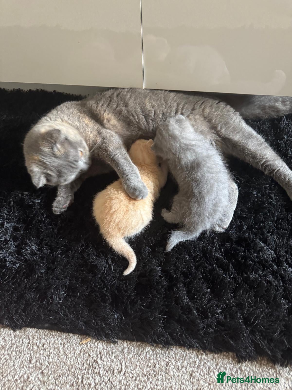 British Shorthair cats Kittens  - Advert 2