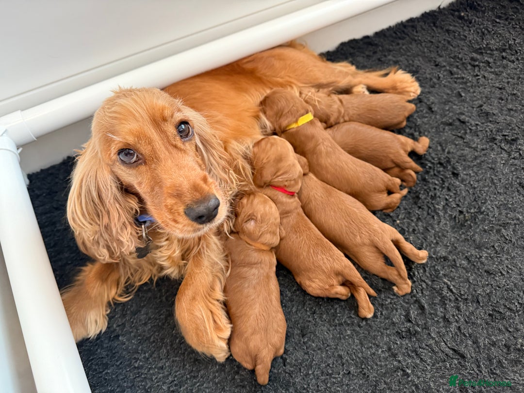 Cockapoo dogs for sale: Health Tested Miniature Cockapoo’s  - Image 1