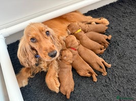 Cockapoo dogs - Advert 15