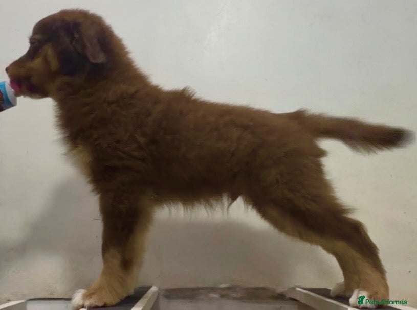Miniature American Shepherd dogs Sport/show prospect, RKC Registered, Health Tested - Advert 2