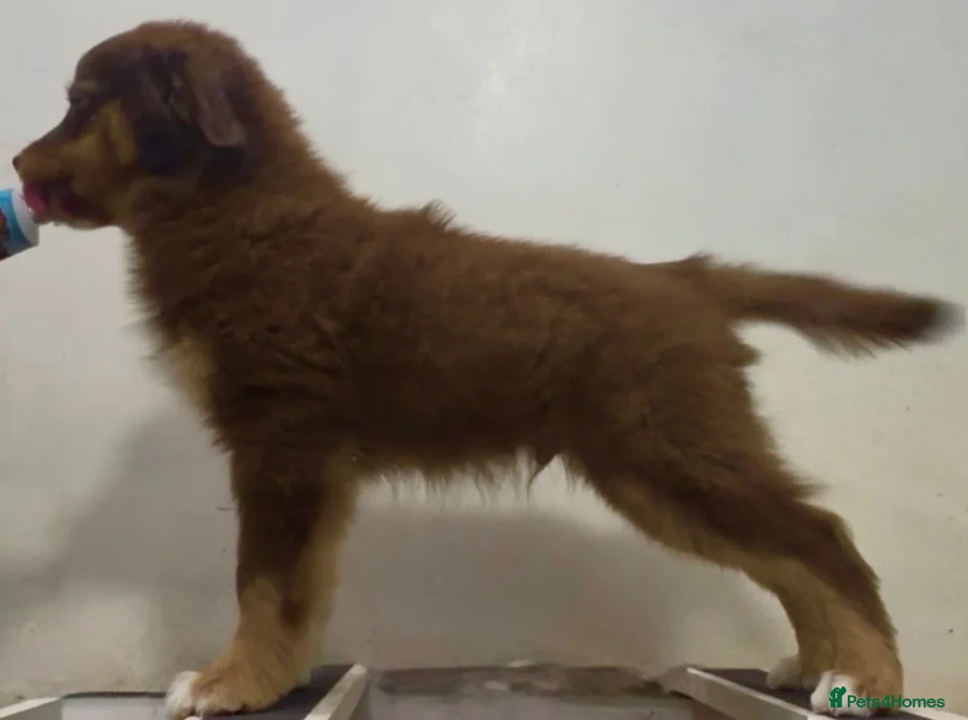 Miniature American Shepherd dogs for sale: Sport/show prospect, RKC Registered, Health Tested - Advert 2