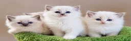 Ragdoll cats for sale: Elite TICA Ragdoll Kittens from Champion Lines  - Advert 4