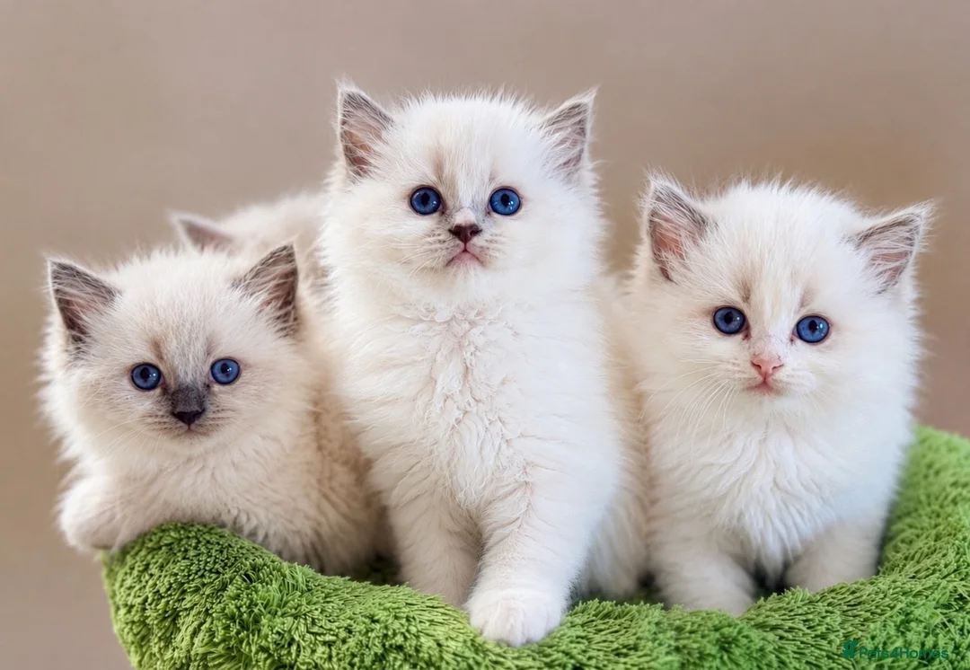 Ragdoll cats for sale: Elite Champion Lines TICA reg Ragdoll kittens - Advert 1