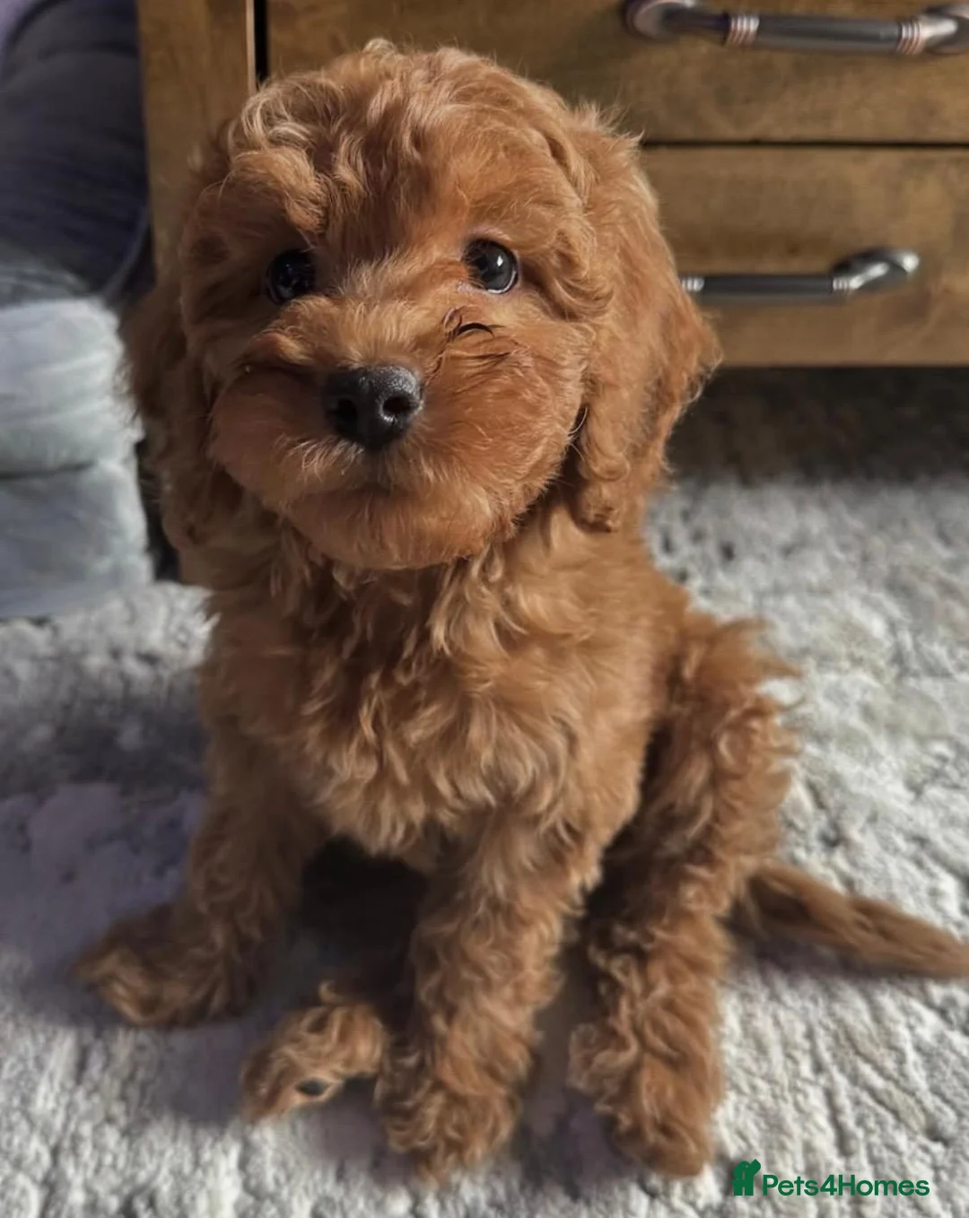 Cockapoo dogs for sale: Cockapoo puppies  in Paisley - Advert 4