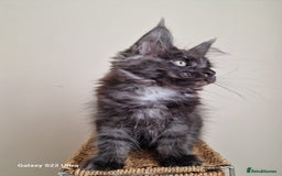 Maine Coon cats for sale: 🥰MC Kittens🥰 - Image 8