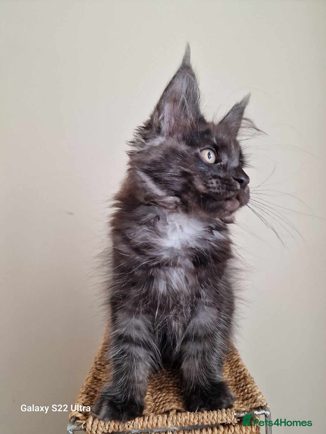Maine Coon cats for sale: 🥰MC Kittens🥰 - Image 8