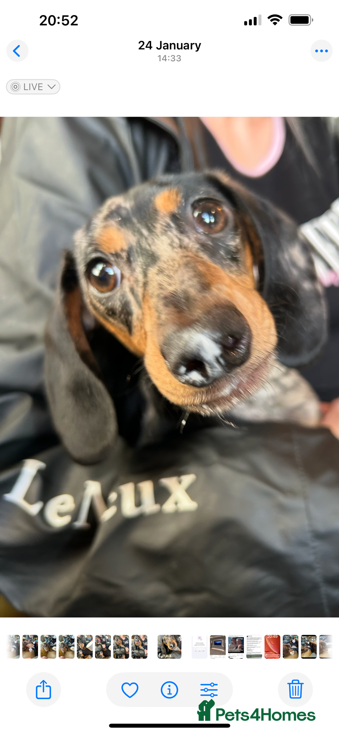 Dachshund dogs for sale: Beautiful Silver Dappled Girl - Advert 4