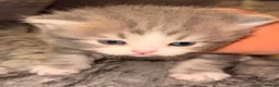 Persian cats for sale: 5 female Kitten for sale - Advert 6