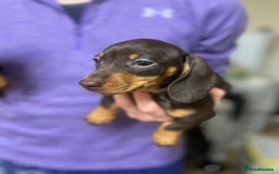 Miniature Dachshund dogs for sale: Miniature dachshunds READY for forever home 🐶🤎 - Image 37